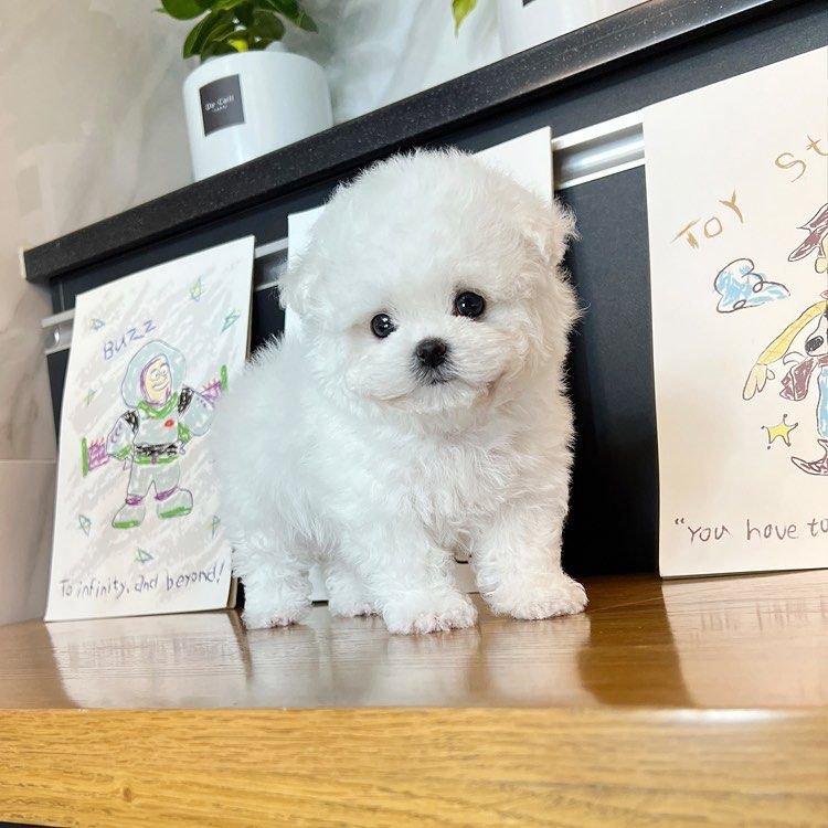 Bichon Frise