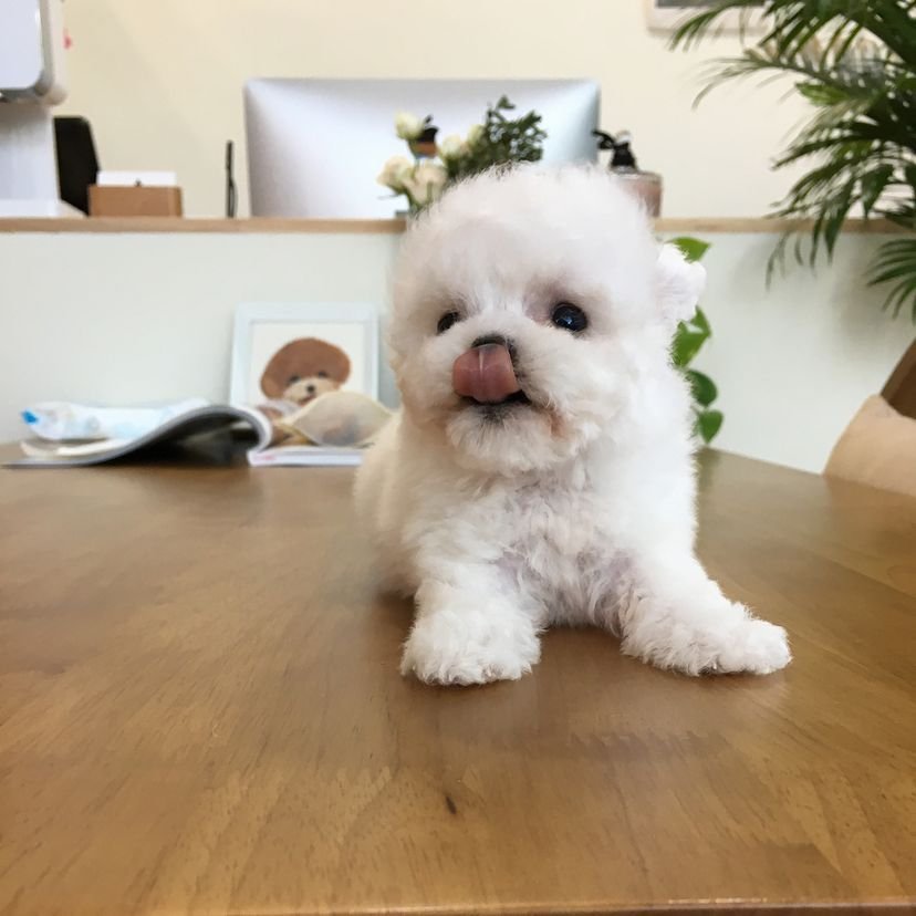 Bichon Frise