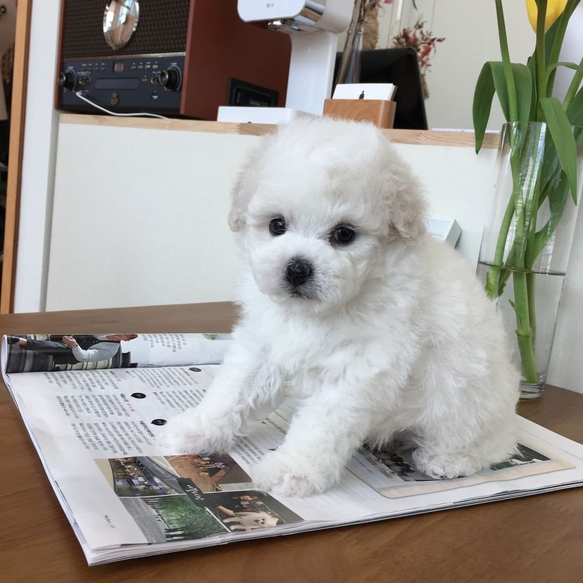 Bichon Frise